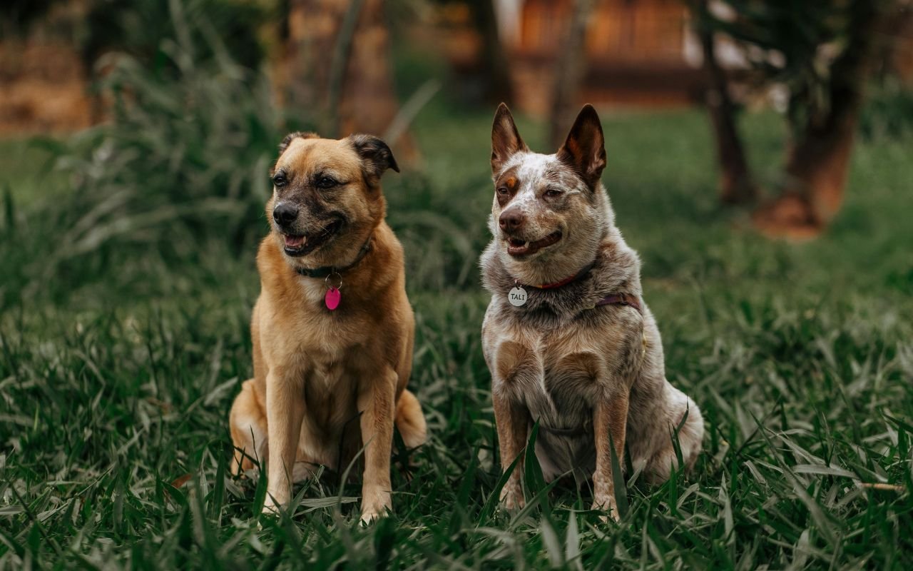 Cette étude sur 18 385 chiens prouve que la race n'explique que 9 % du comportement et démolit les stéréotypes que vous croyiez vrais