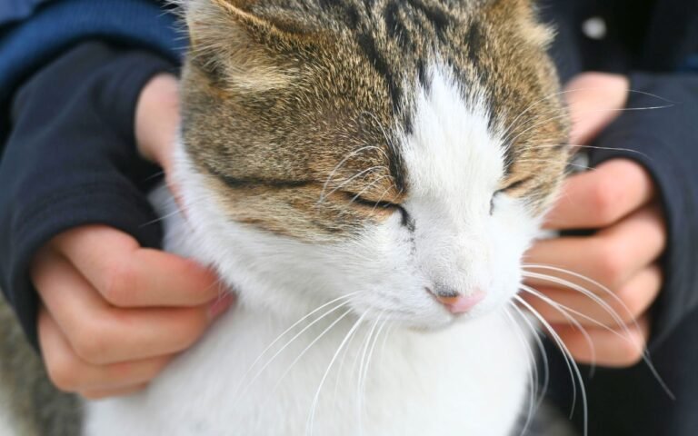 Cette fréquence cachée dans le ronronnement de votre chat imite les pleurs d’un bébé pour court-circuiter votre cerveau