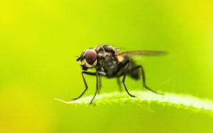 Cette mouche grimpe volontairement sur un carrousel et prouve que le jeu n’est plus réservé aux mammifères selon une étude inédite