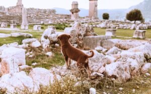 Cette nouvelle analyse ADN remonte la domestication du chien à 16 000 ans et fait de lui le tout premier être vivant que l’humain a apprivoisé