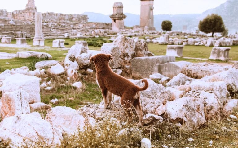 Cette nouvelle analyse ADN remonte la domestication du chien à 16 000 ans et fait de lui le tout premier être vivant que l’humain a apprivoisé