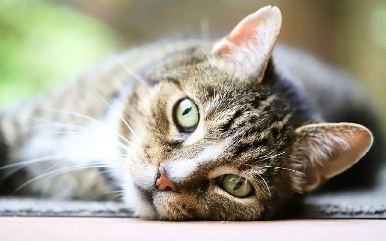 Pendant 20 ans la science s'est trompée : la vraie domestication du chat n'a que 2 000 ans selon cette étude publiée dans Science
