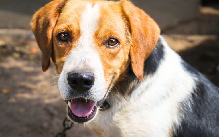 Un tribunal français vient pour la première fois de reconnaître pénalement un animal comme victime et d’ordonner 2 000 euros d’indemnisation