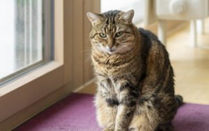 Cette étude révèle pourquoi la France compte 16,6 millions de chats en 2025, soit 29 % de plus en seulement 5 ans