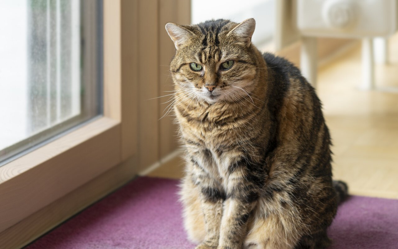 Cette étude révèle pourquoi la France compte 16,6 millions de chats en 2025, soit 29 % de plus en seulement 5 ans