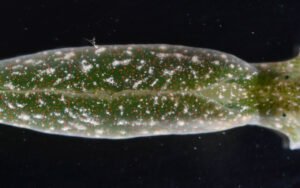 Cette limace de mer vole les chloroplastes des algues et se nourrit à la photosynthèse comme une plante pendant 9 mois