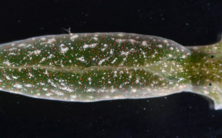Cette limace de mer vole les chloroplastes des algues et se nourrit à la photosynthèse comme une plante pendant 9 mois
