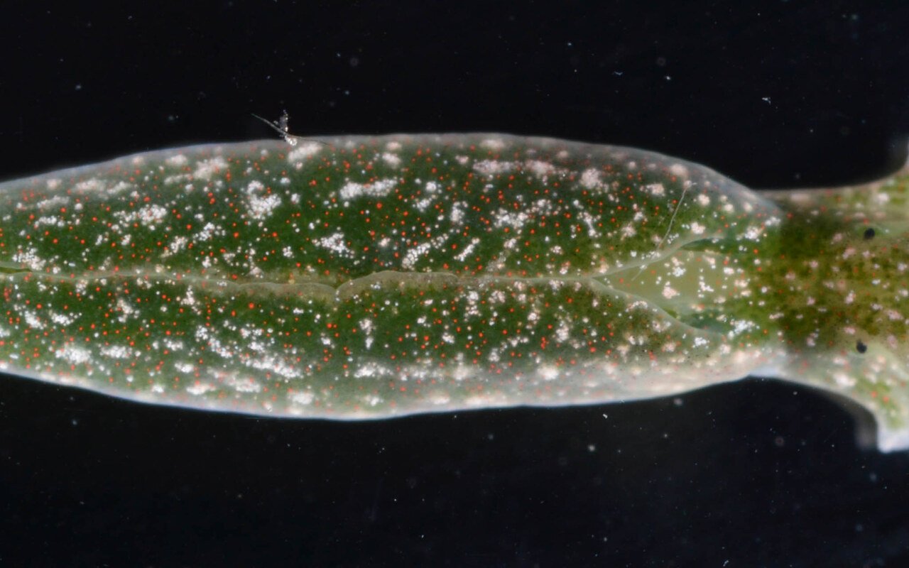 Cette limace de mer vole les chloroplastes des algues et se nourrit à la photosynthèse comme une plante pendant 9 mois