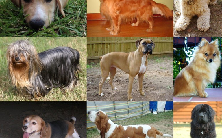 Pendant 50 ans on a multiplié l’âge de son chien par 7, mais cette étude scientifique démolit la règle et livre la vraie formule logarithmique