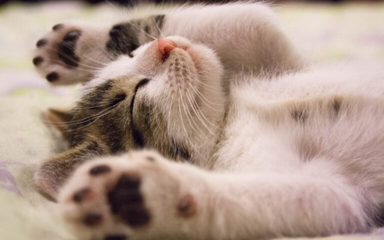 Regarder 30 minutes de vidéos d’animaux fait chuter votre cortisol de 47 % selon cette étude inédite de l’Université de Leeds