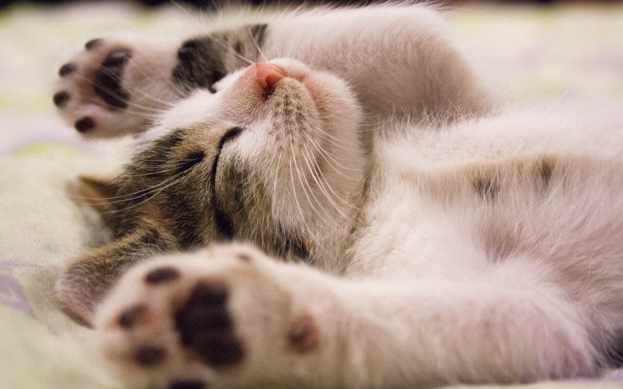 Chaton mignon en gros plan